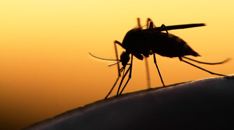 mosquito picando