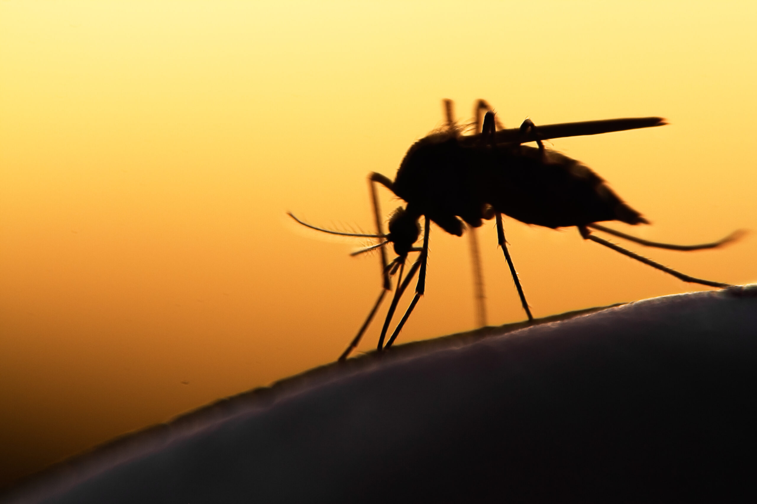  ¿Que hacer cuando te pica un Mosquito?